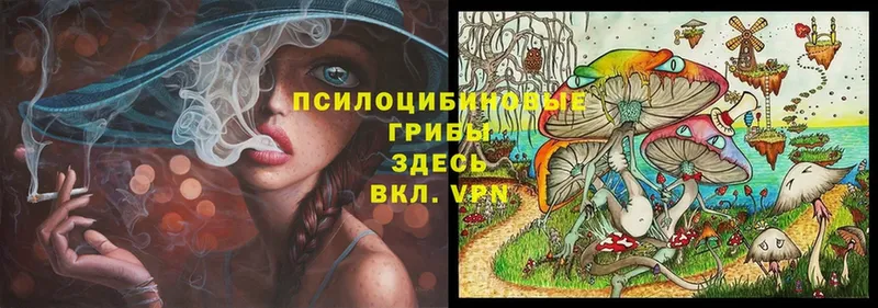 Псилоцибиновые грибы Psilocybe  цены наркотик  Жиздра 